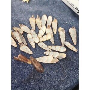 Sliced Cut Spiral  Seashells Sliced  For Jewelry Making Lot Of 13